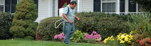 Alexandria Lawn Mowing and Edging Services