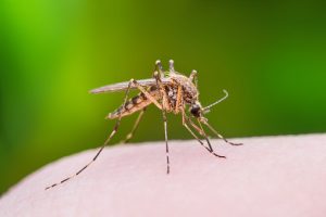 Arlington VA Mosquito Control Companies