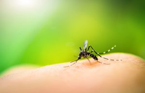 Falls Church Mosquito Control Companies