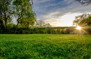 Reston VA Landscaping 