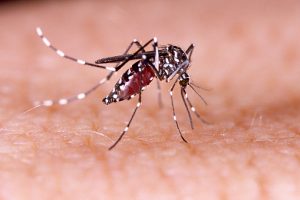 Fairfax VA Mosquito Control Companies