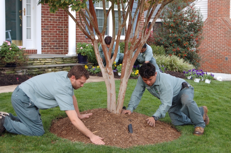 Northern Virginia Shrub and Bed Care Services