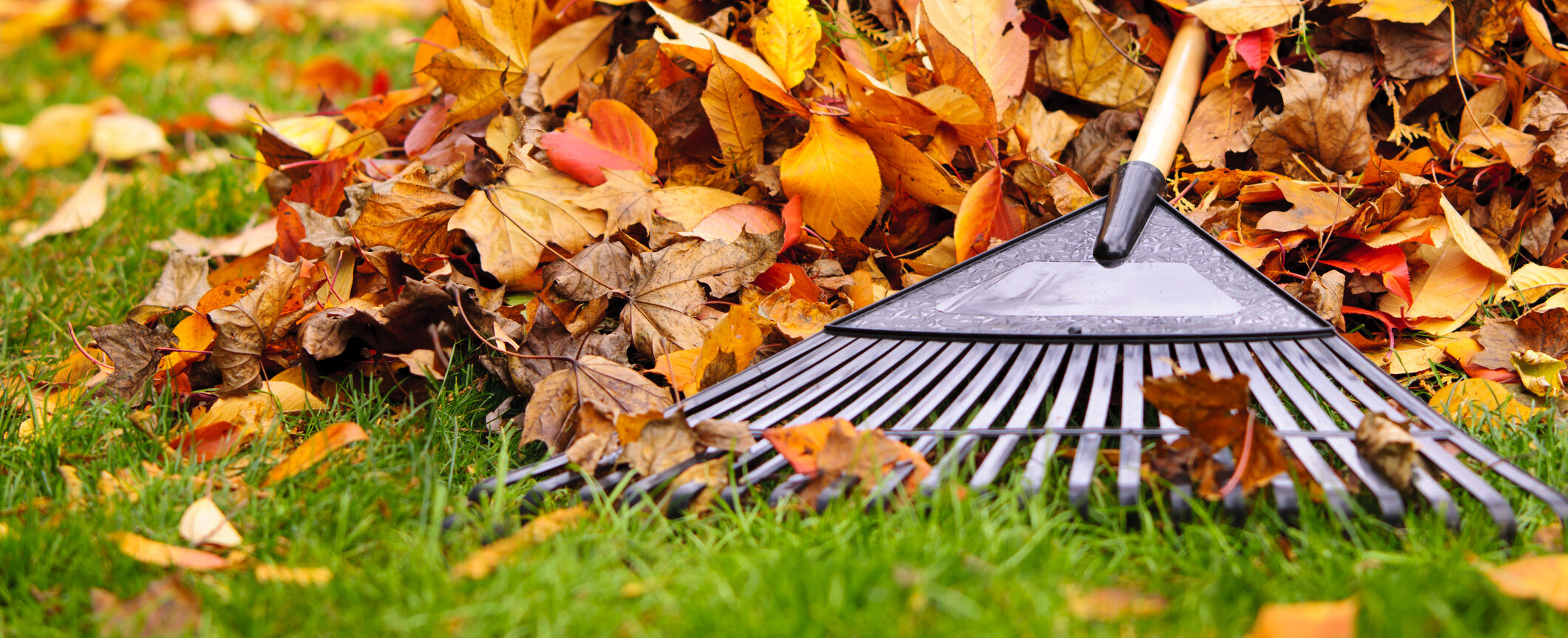 Fall Cleanup Services in NoVA