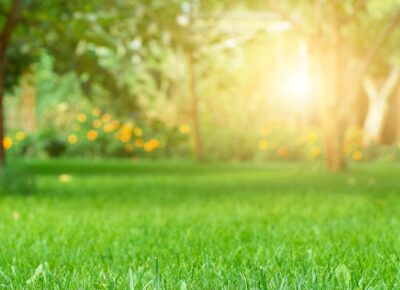 Dependable Lorton Lawn Service